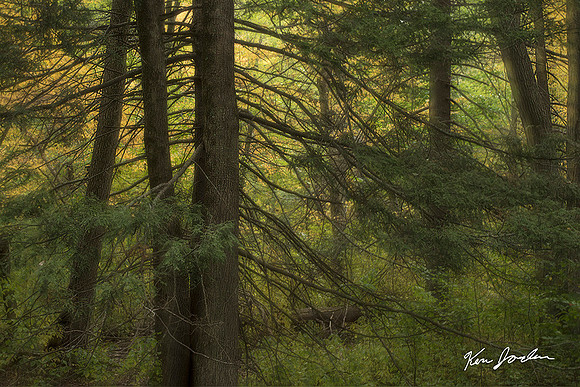 Dream Forest