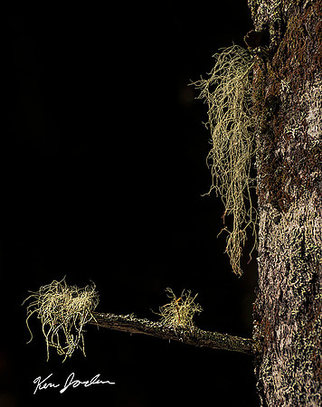 Hanging Moss