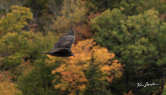 Vulture In Flight