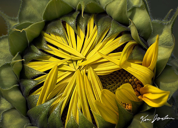 Peaking Sunflower