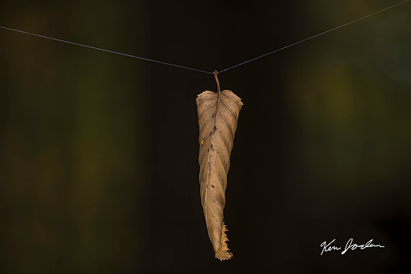 Hanging Leaf On Spiderweb
