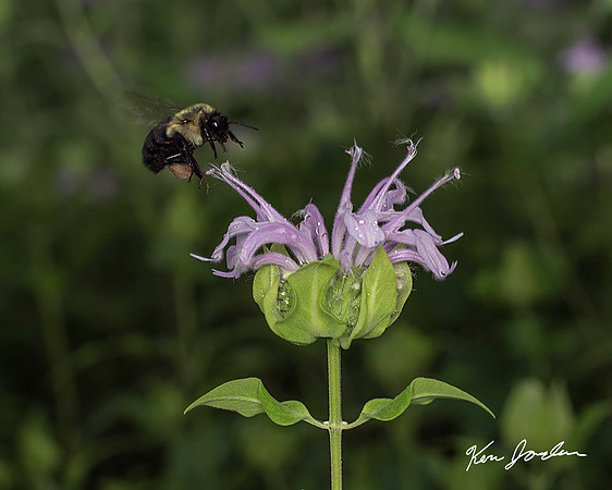 Bee And Bee-balm
