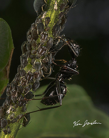 Ant With Aphids