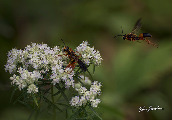 Hornet Attack