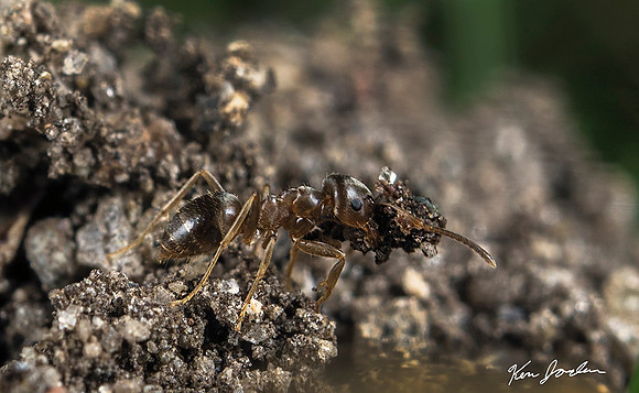 Ant With Rock