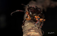 750_8195 The Beetle