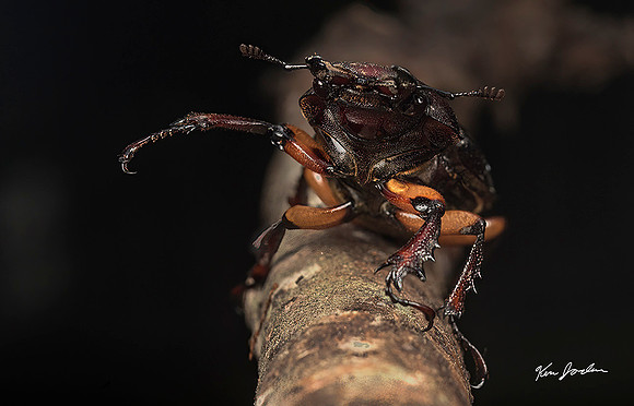 750_8195 The Beetle