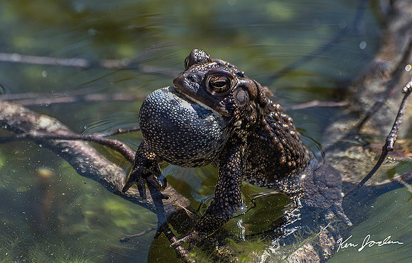 750_7877 American Toad Calling Lynn Woods