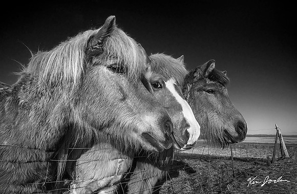 Three Horses b&w Iceland