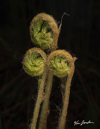 750_6260 Three Fiddle Heads