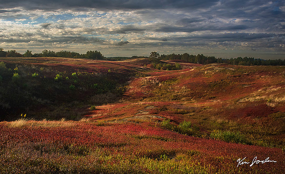 750_9934 Blueberry Fields Of Maine