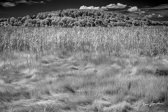 DSC_1650 Soft Grass b&w