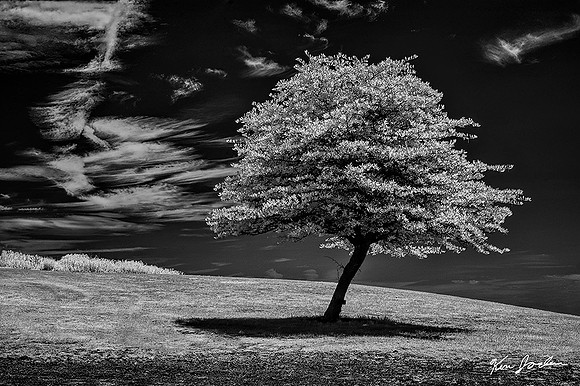 DSC_1623 Lodge Park Tree
