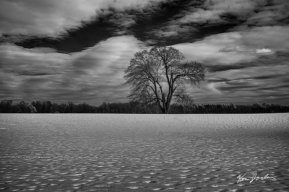 DSC_1167 Appletion Farm Tree