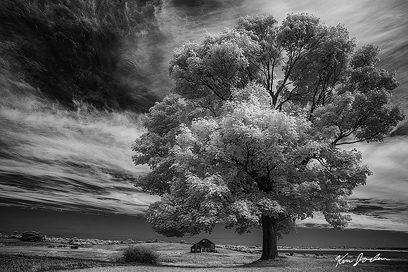 DSC_0194 Tree With Barn Crane Beach at Trustees of Reservations