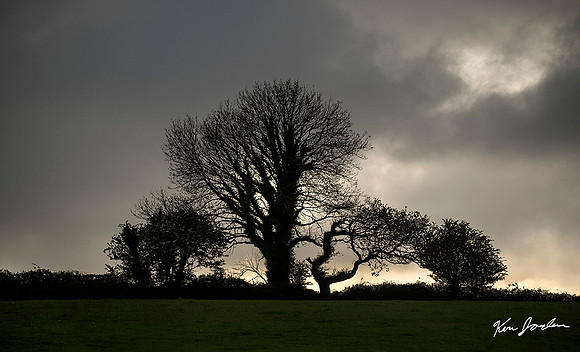 Z62_2627 Trees On The Hill Ireland