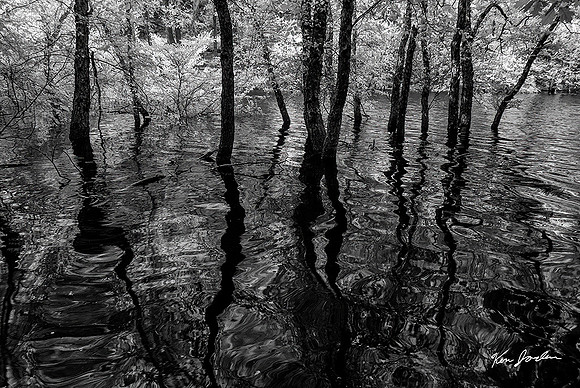 DSC_8672 Tree Reflections in The Water