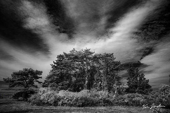 DSC_0169 Clouds Over The Trees Crane Beach at Trustees of Reservations