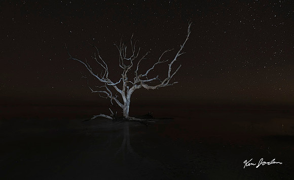 Z62_2662- Dead Tree In The Water At Night