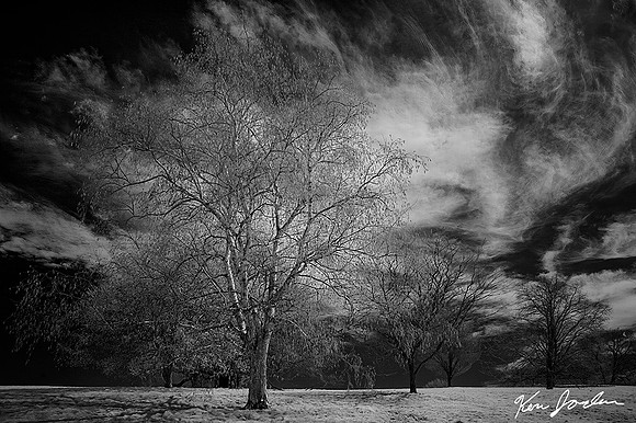DSC_9901 Birch Tree In the Field, Infrared