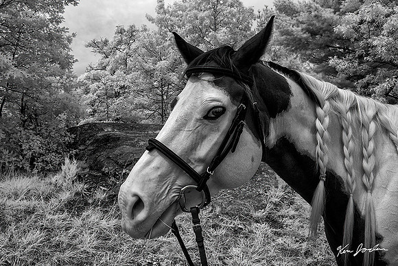 DSC_8942 Lynn Woods Horse