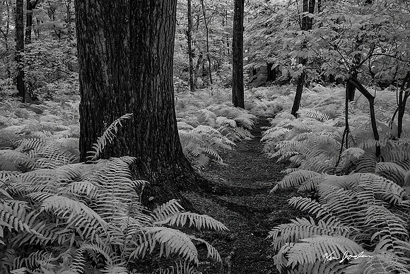 DSC_8600 Furn Path