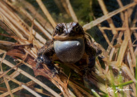 750_7811 American Toad Calling Head On Lynn Woods