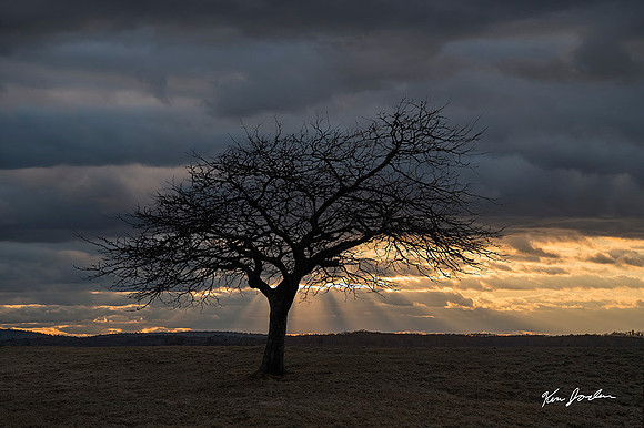 Z62_1991 Lone Tree At Sunset Salisbury Beach