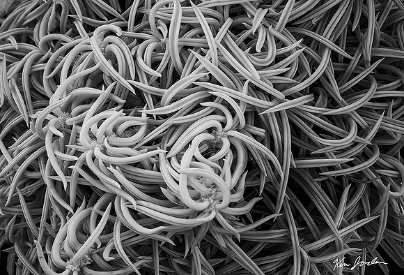 DSC_0967 Tangled Plan