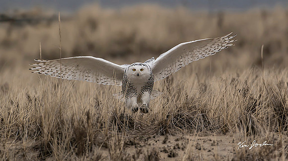 Snowy Owl Attack
