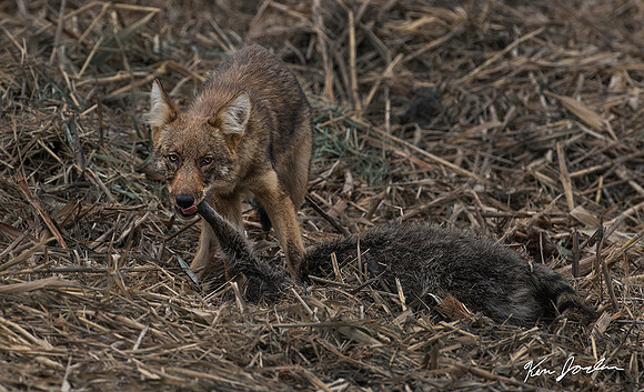 Z62_2212 Young Coyote With Racoon