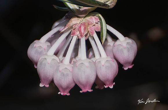 DSC_9134 Bog Rosemary
